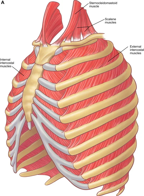 Innermost intercostal muscles
