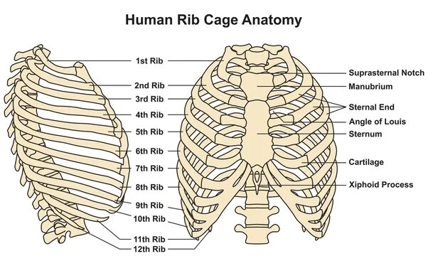2 a cross section of the breast and chest, including the ribs and