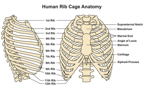 Third Rib  Complete Anatomy