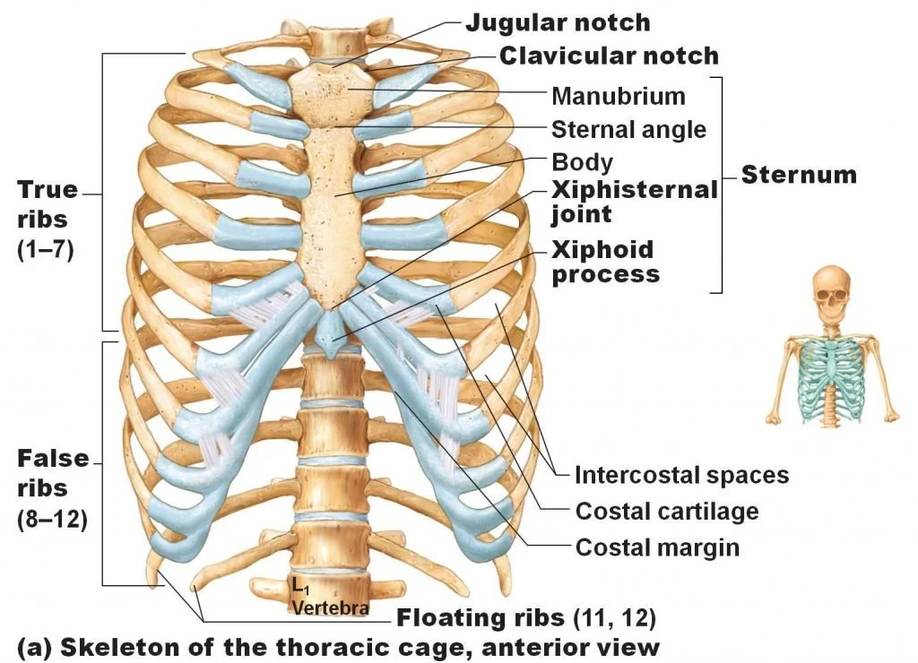 The Ribs - Rib Cage - Articulations - Fracture - TeachMeAnatomy
