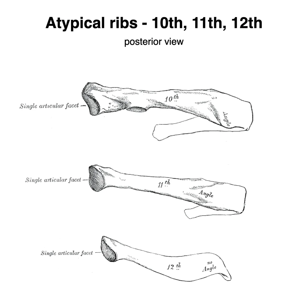 Ribs-cage