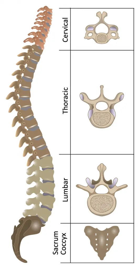 The-spinal-column