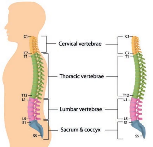 The Vertebral Column - Anatomy, Structure, Function - Samarpan