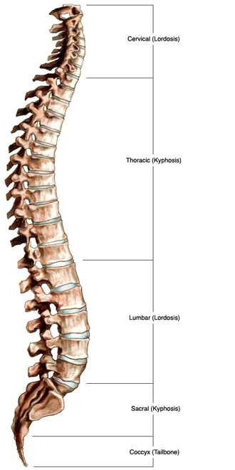 the vertebral column 