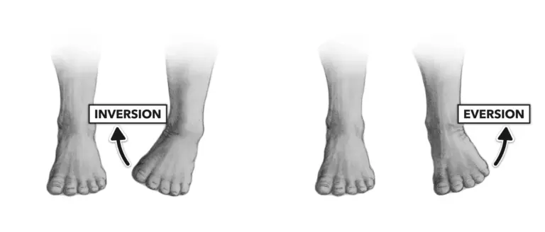 ankle inversion and eversion