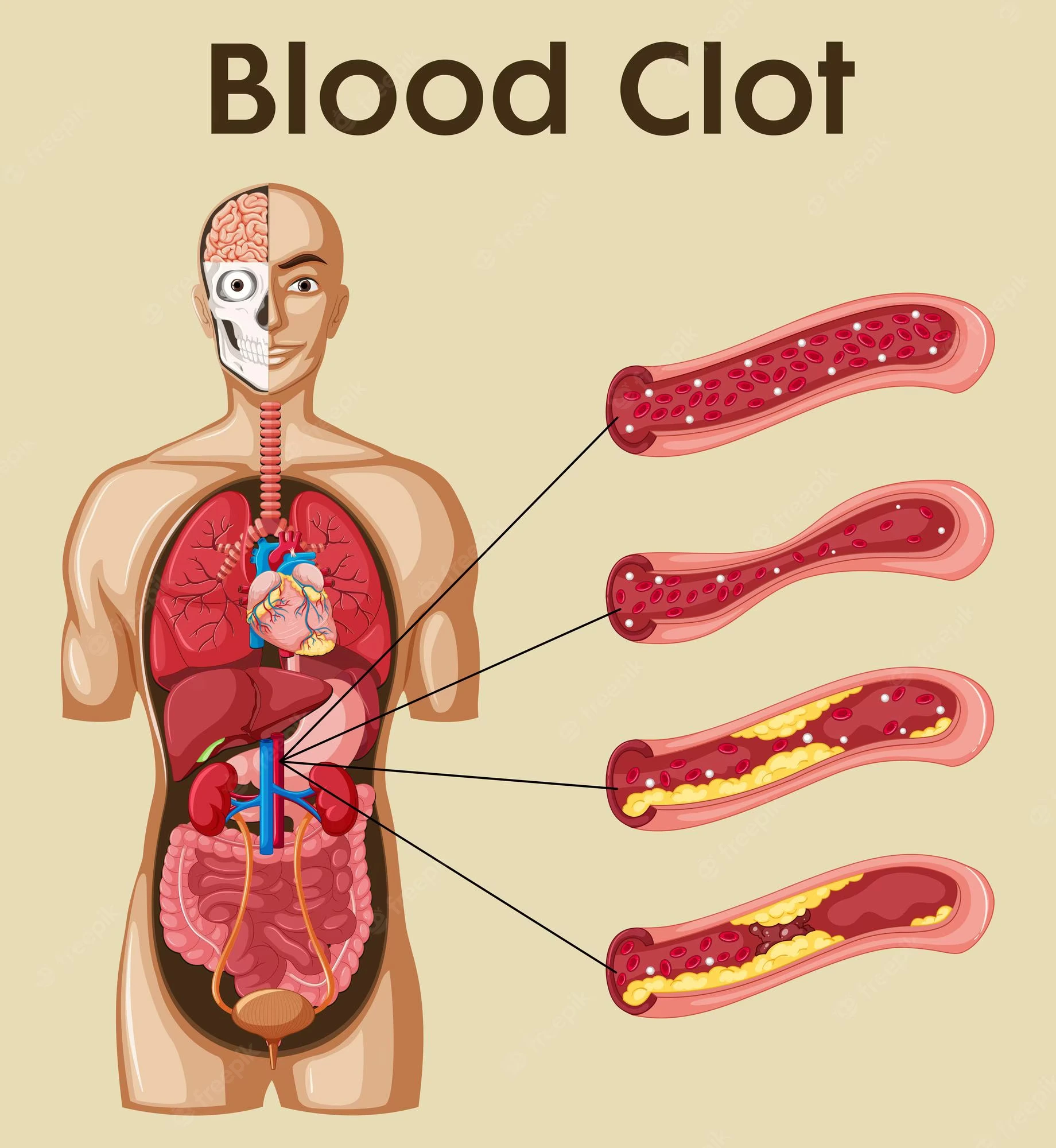 Physiology clotting mechanism