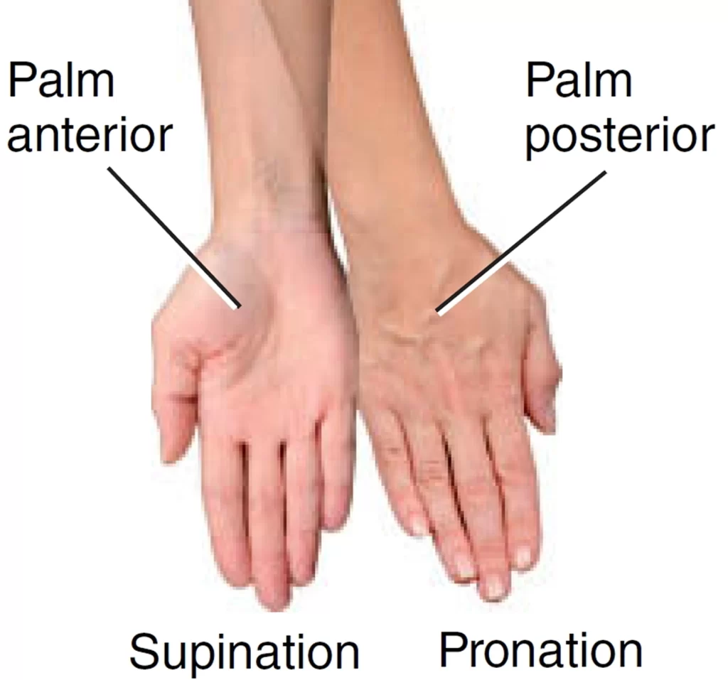 Supination and Pronation in forearm