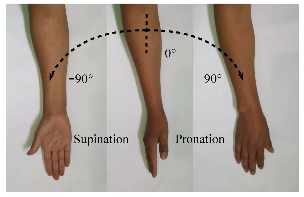 forearm supination and pronation