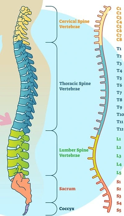 spinal-cord-injury-levels-affected-by-neurogenic-shock 