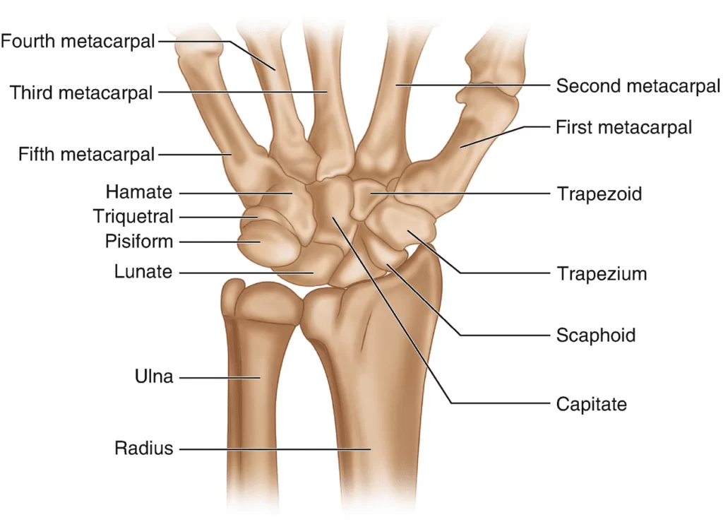 Anatomy Of Wrist Joint