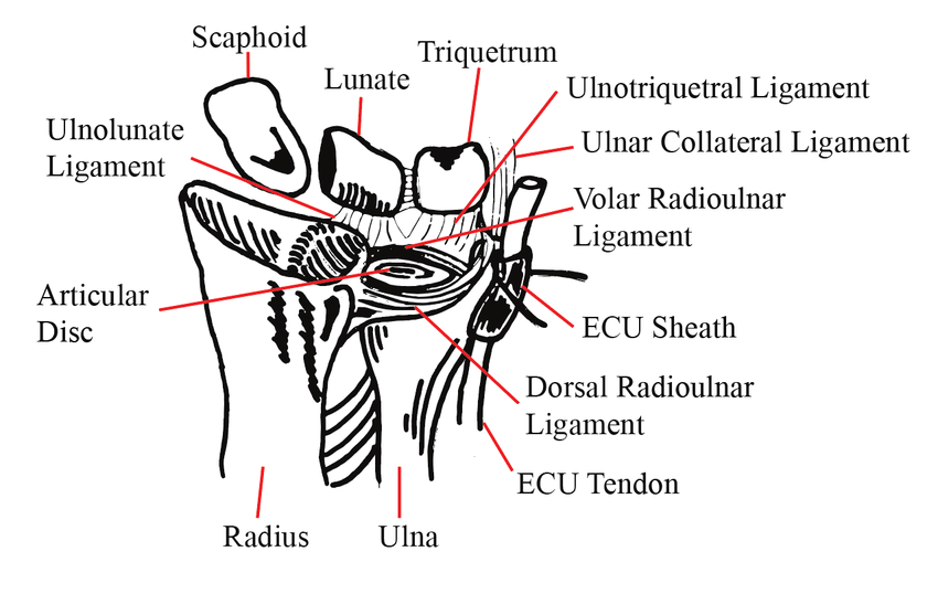 Anatomy Of Distal Radioulnar Joint