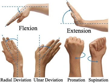 Wrist Flexion and Extension, supination, and pronation, radial and ulnar deviation