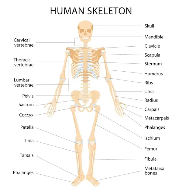 List of Bone of Human skeleton - Upper Limb, Lower Limb, Trunk