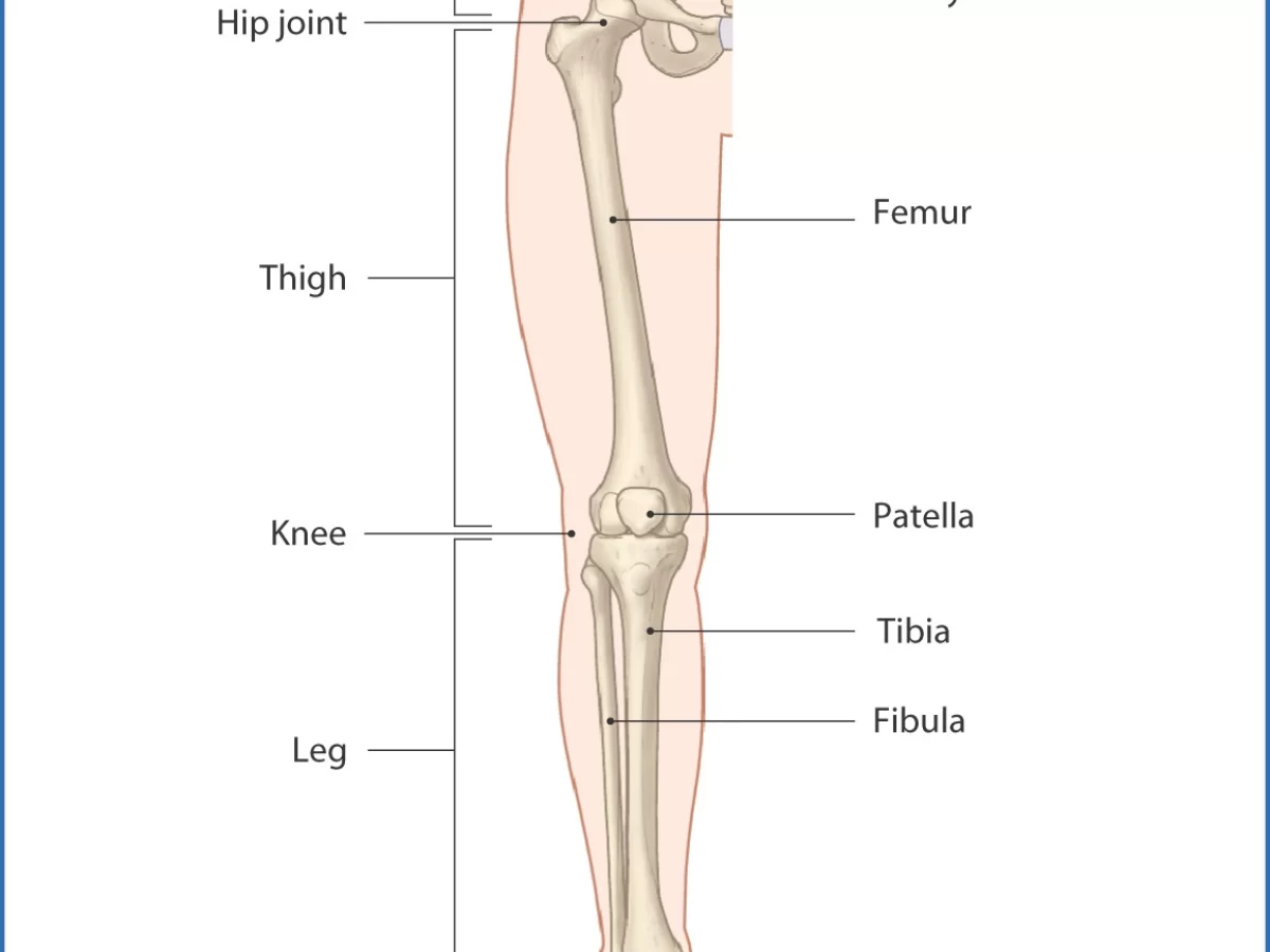 lower limb anatomy
