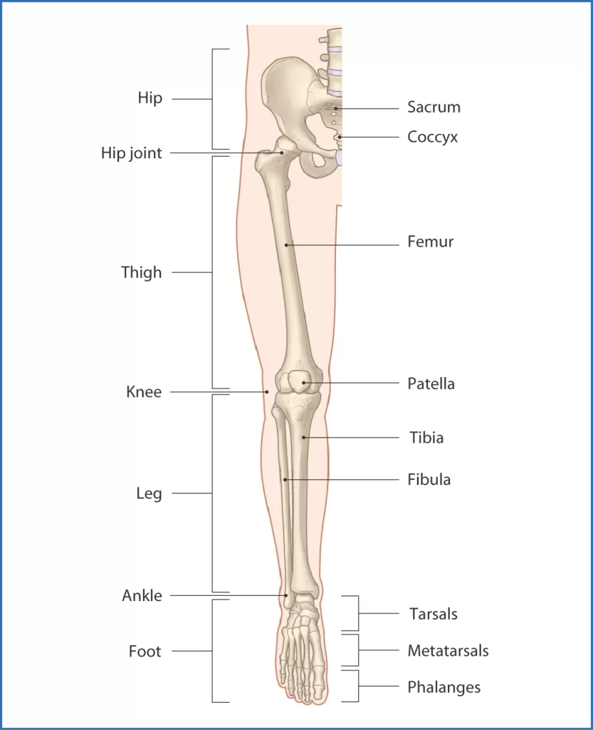 List of Bone of Human skeleton - Upper Limb, Lower Limb, Trunk