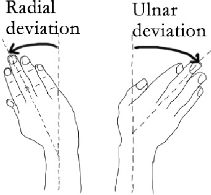 Radial And Ulnar Deviation Of The Wrist