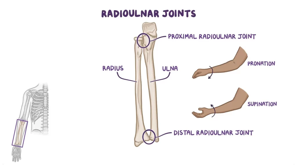 Anatomy of Radioulnar joint