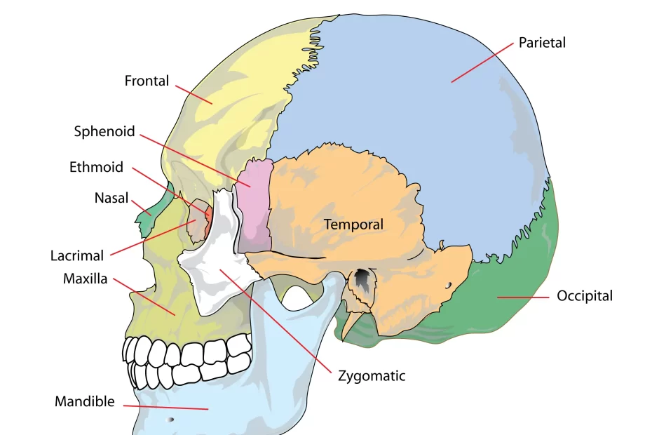Mandible Bone Anatomy And Labeled Diagram Getbodysmart 60 Off 1876