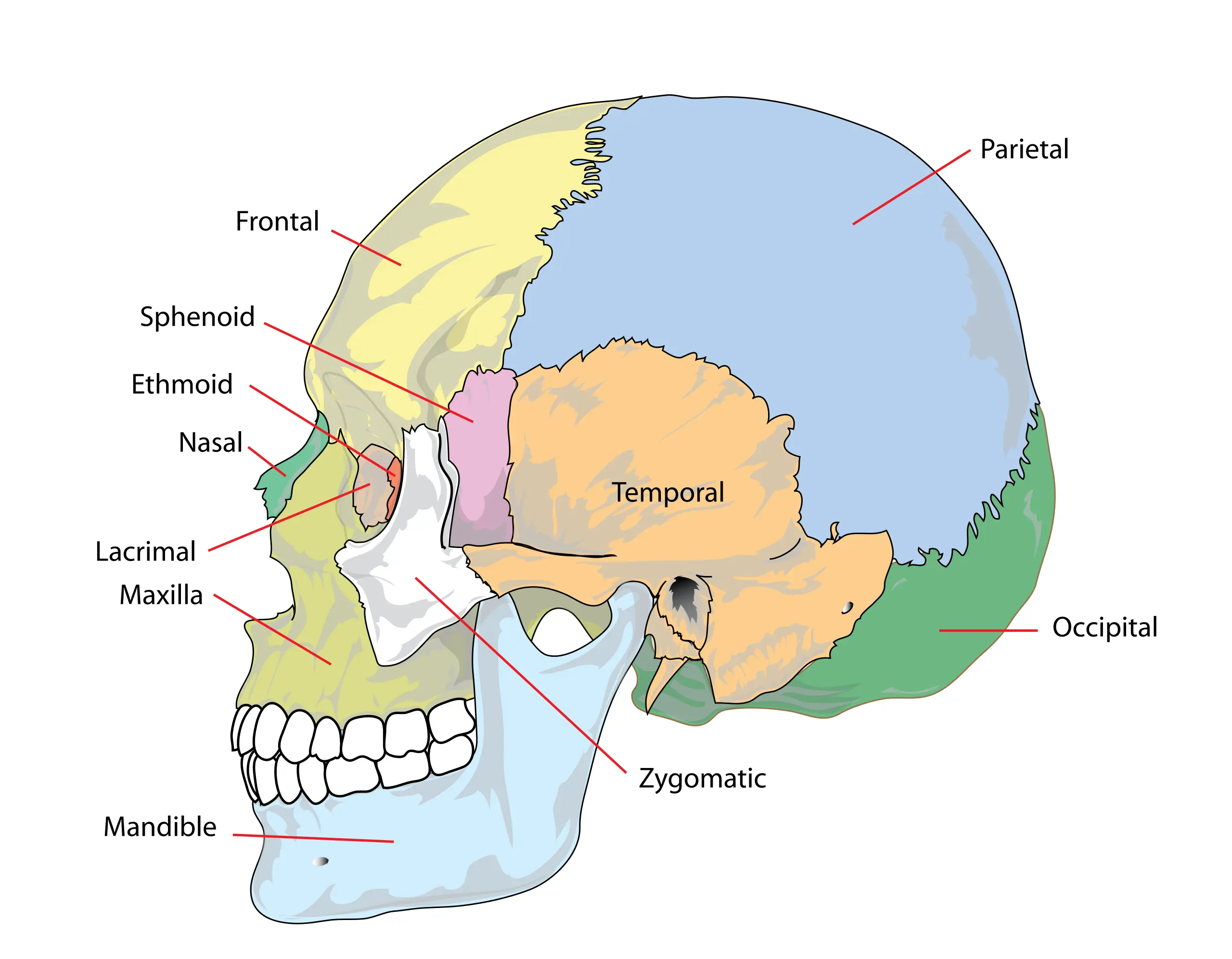 Skull: Anatomy, structure, bones, quizzes