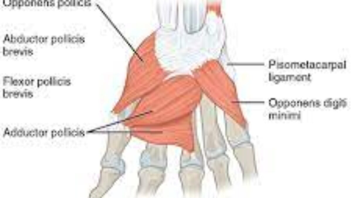 Thenar muscles Origin Insertion Function Exercise Samarpan