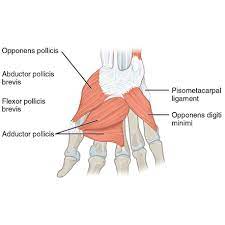 Thenar muscles - Origin, Insertion, Function, Exercise - Samarpan