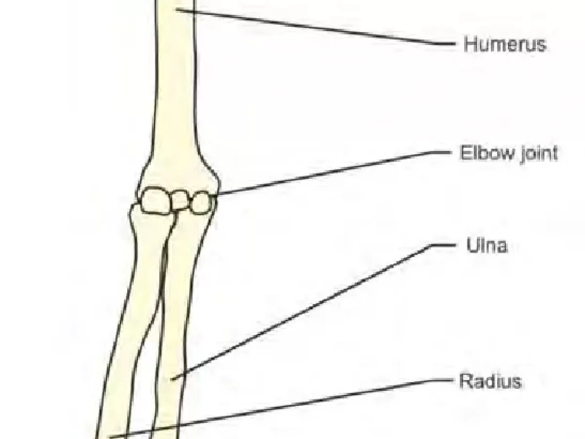Upper Limb Bones Anatomy - Samarpan Physio