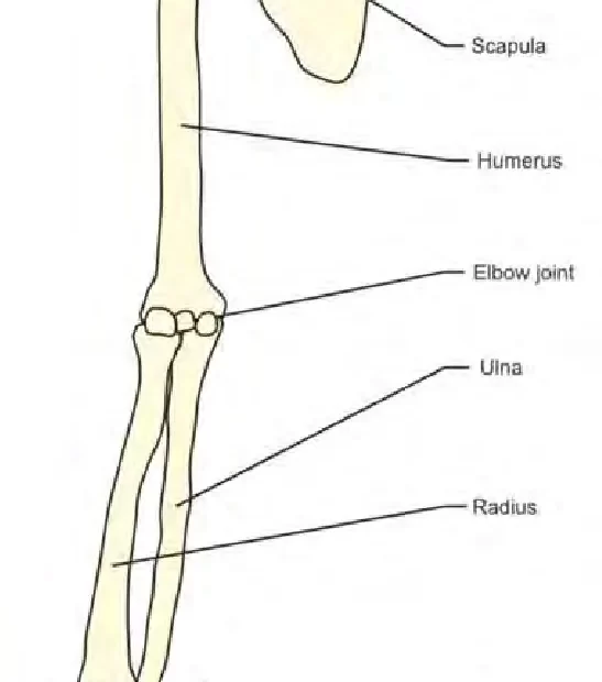 upper-limb-of-human-body-archives-samarpan-physiotherapy-clinic