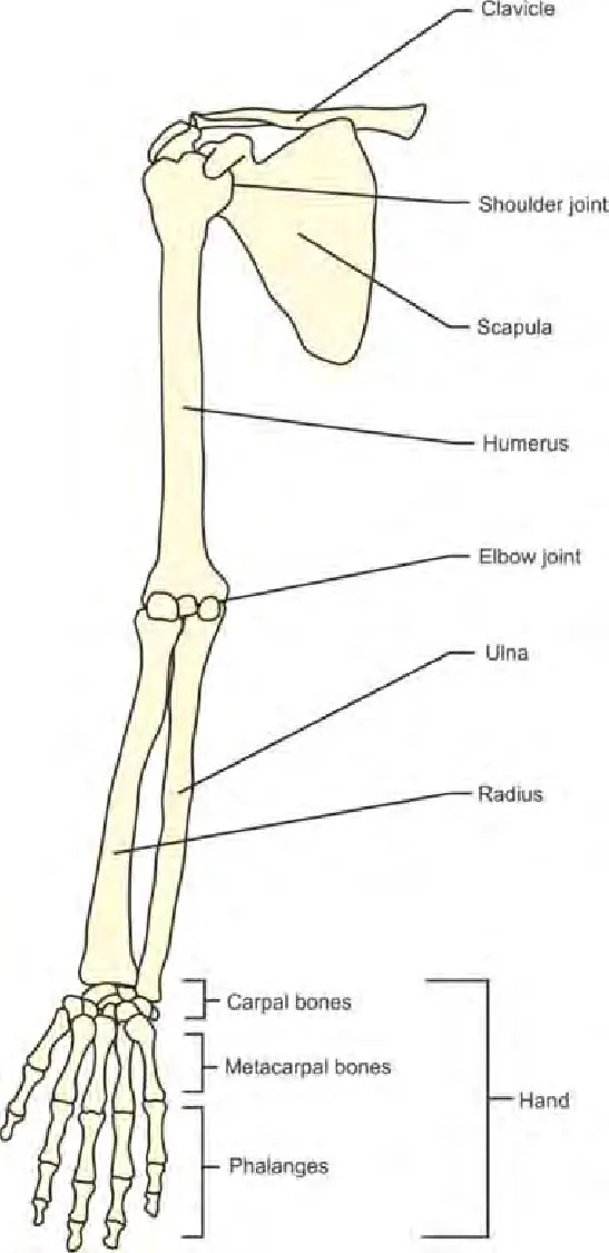 Upper Limb Bones Anatomy - Samarpan Physio