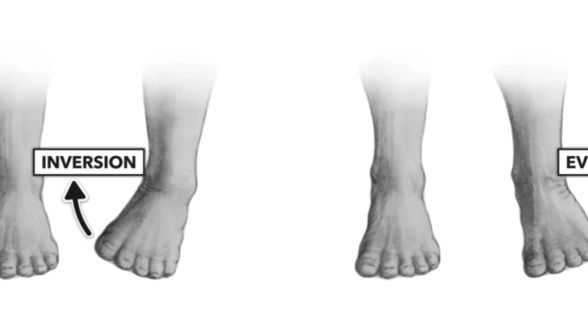 Ankle Inversion And Ankle Eversion - Movement, ROM, Muscles