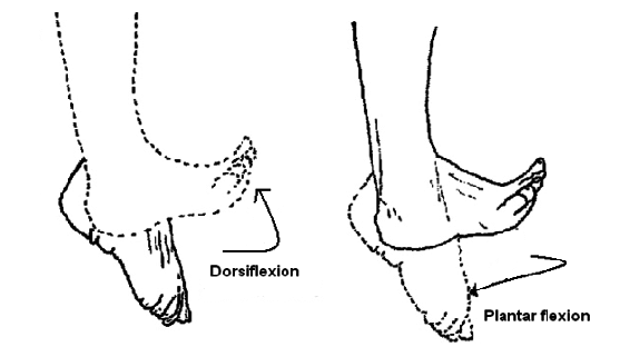 Ankle-dorsiflexion-and-plantar-flexion
