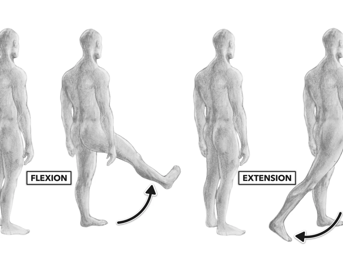 Knee Flexion And Extension - Movement, ROM, Function, Exercise