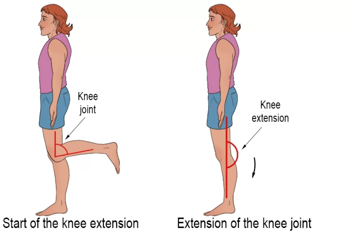 The action of the hamstring muscles is: a. flexion of the knee and