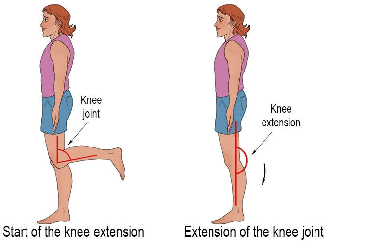 Knee Flexion And Extension Movement ROM Function Exercise