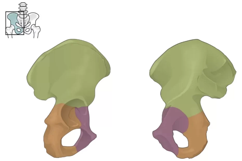 Pelvic Bone