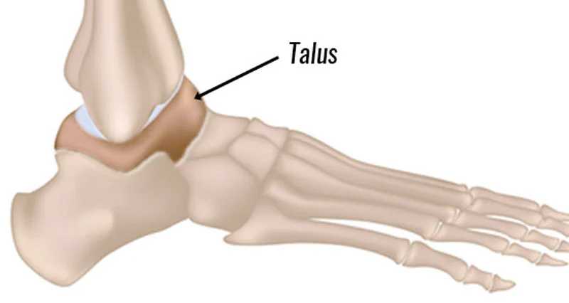 Talus bone