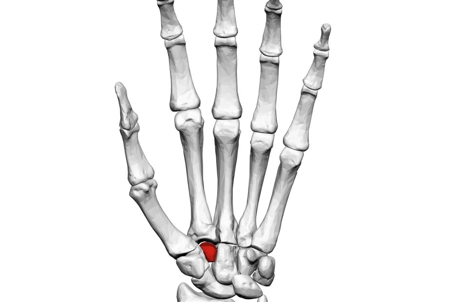 trapezoid-bone-anatomy-function-structure