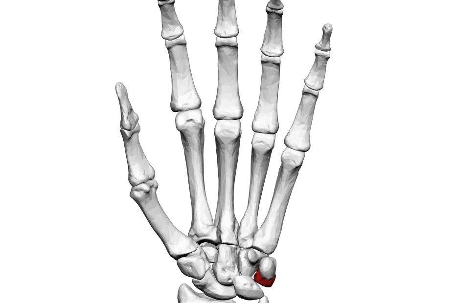 Triquetrum Bone - Anatomy, Structure, Function