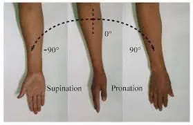 Wrist-Pronation-_-Supination