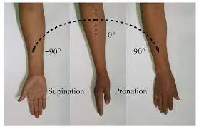 Wrist Pronation And Supination ROM Movement Muscles