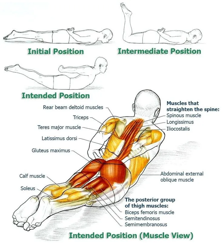 Erector-spinae-muscle-exercise
