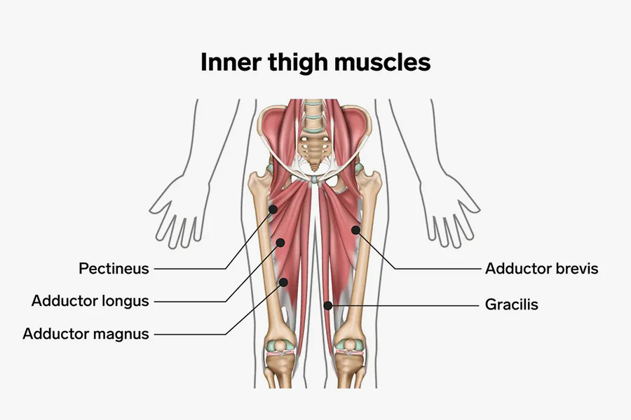 inner-thigh-muscles