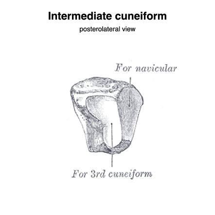 intermediate-cuneiform