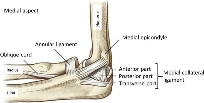Elbow Ligament - Anatomy, Structure, Function