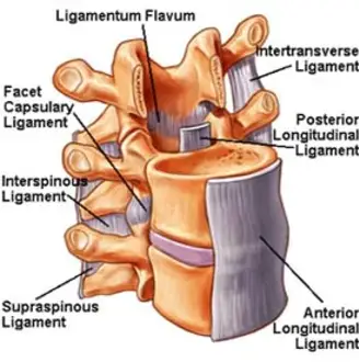 ligaments-of-the-spine