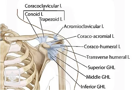shoulder ligament