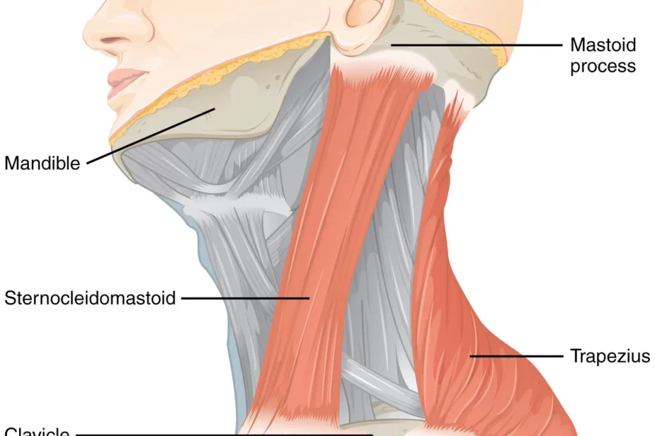 Sternocleidomastoid Syndrome - Causes, Symptoms, Treatment