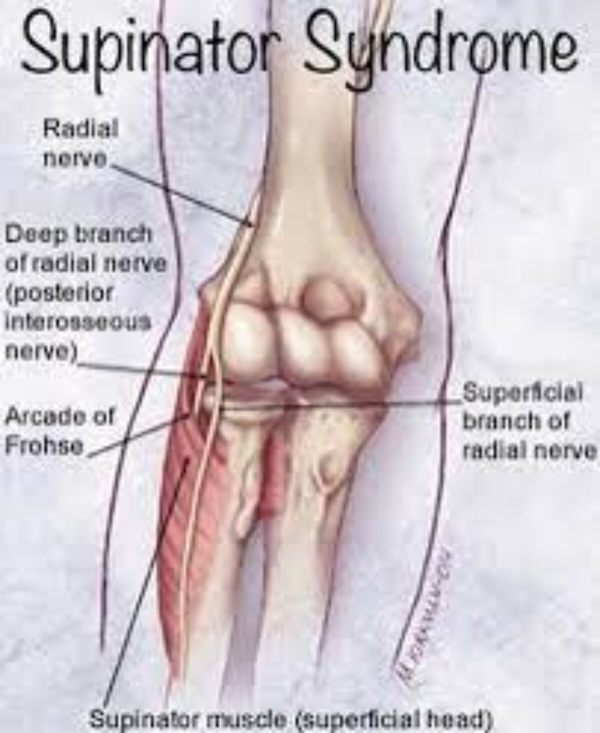 Supination and Pronation of Forearm and Hand Demonstration Anatomy
