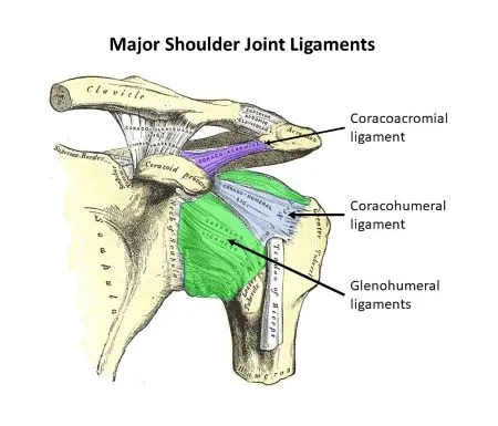 Glanohumral ligament