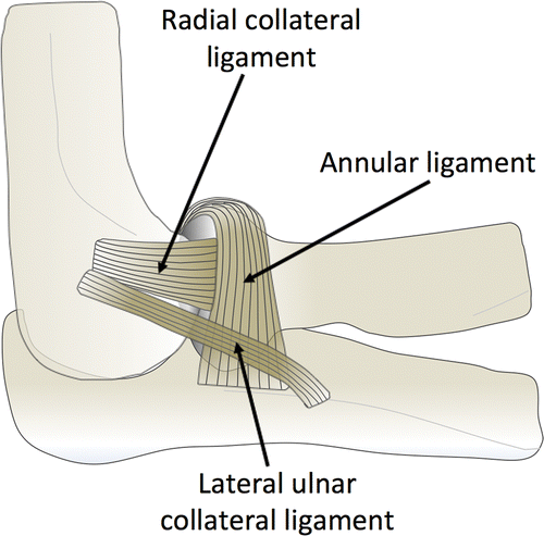 Radial Collateral Ligament - Anatomy, Structure, Function