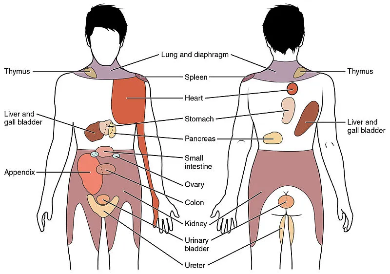 Referred Pain Anatomy